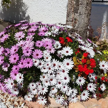 Apartment Oleza Sun Playa Flamenca